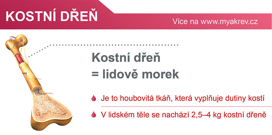 kostni kren 01