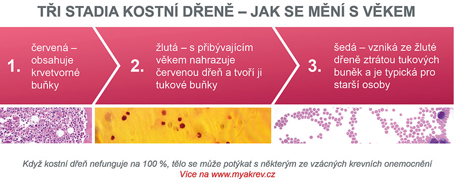 kostni kren 02