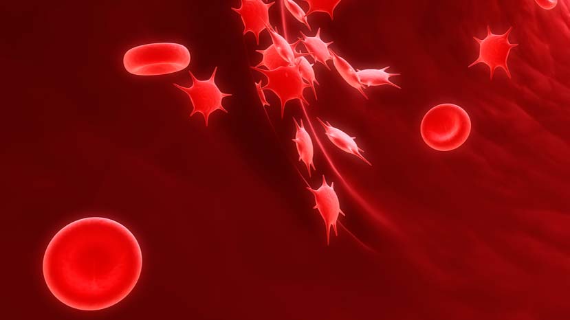 2,6 kilogramu houbovité hmoty – zdroj života i nemoci